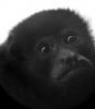 Howler Monkey's Avatar