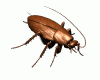 DrRoach's Avatar